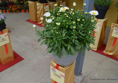 Eén van de vele noviteiten bij PanAmerican, de Leucanthemum Madonna.